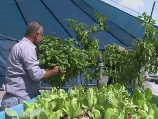 ساحات غزة وأسطح منازلها تعبق بالحدائق الخضراء