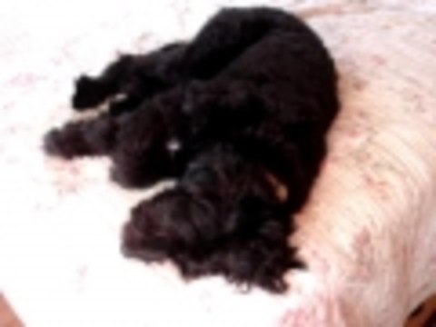 Stella gets a tummy rub