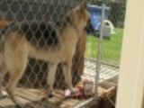 Thirsty Dog Using His Doggie Fountain