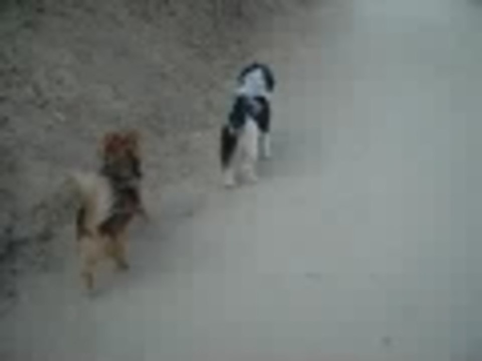 Doogie Friends