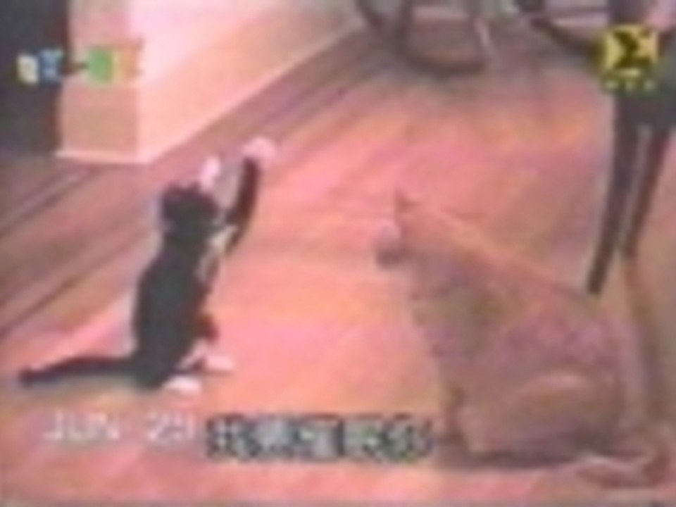 Karate Cat