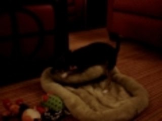 Two Chihuahua acting crazy