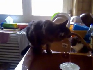 Tigresse boit au robinet