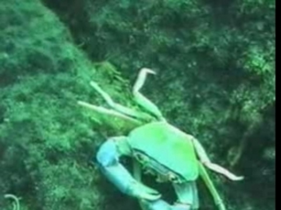 video-crabe_chirwa