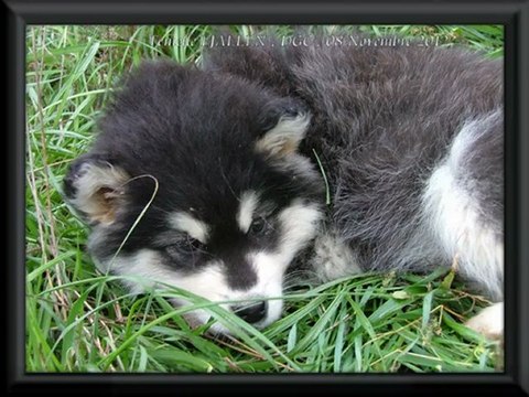 femelle Alaskan Malamute , collier jaune , portée FJALLEN
