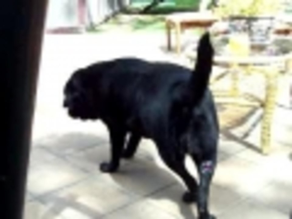 Dogs and bubble machine