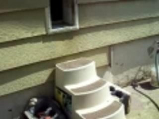 Big dog goes through small doggie door