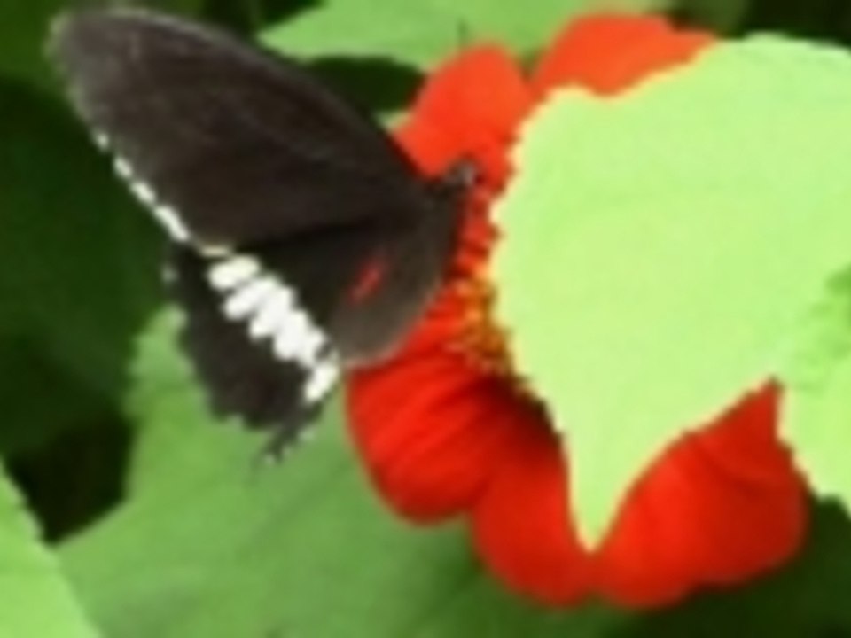 more butter for the butterfly