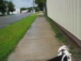 Buster walks on hind legs