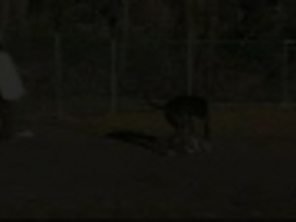 Great Dane playing