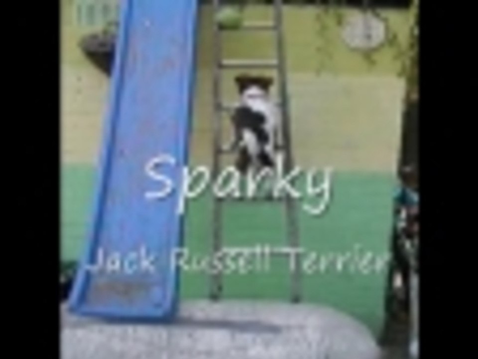 Small Dog Climbs to roof then Slides Down