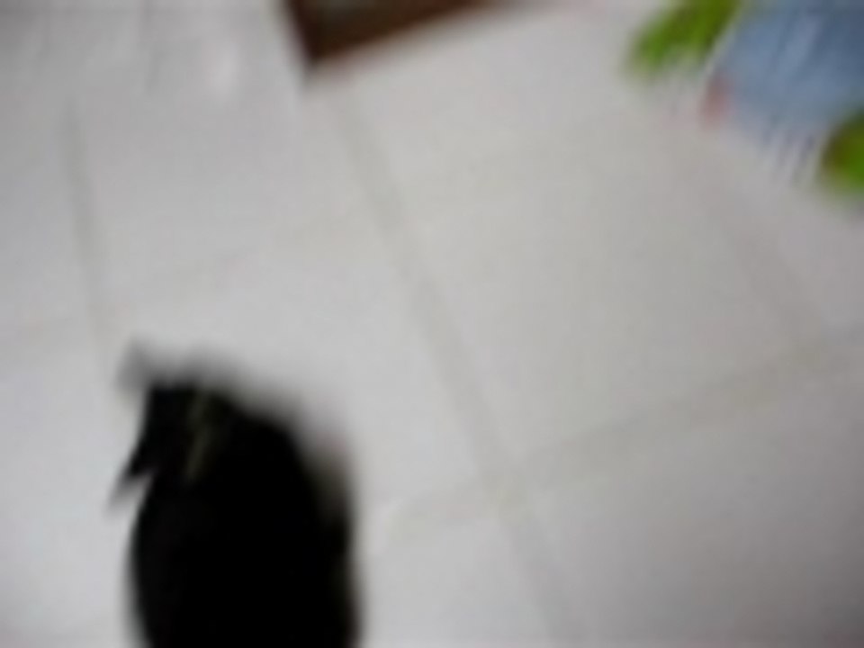 Pypoka e Cia