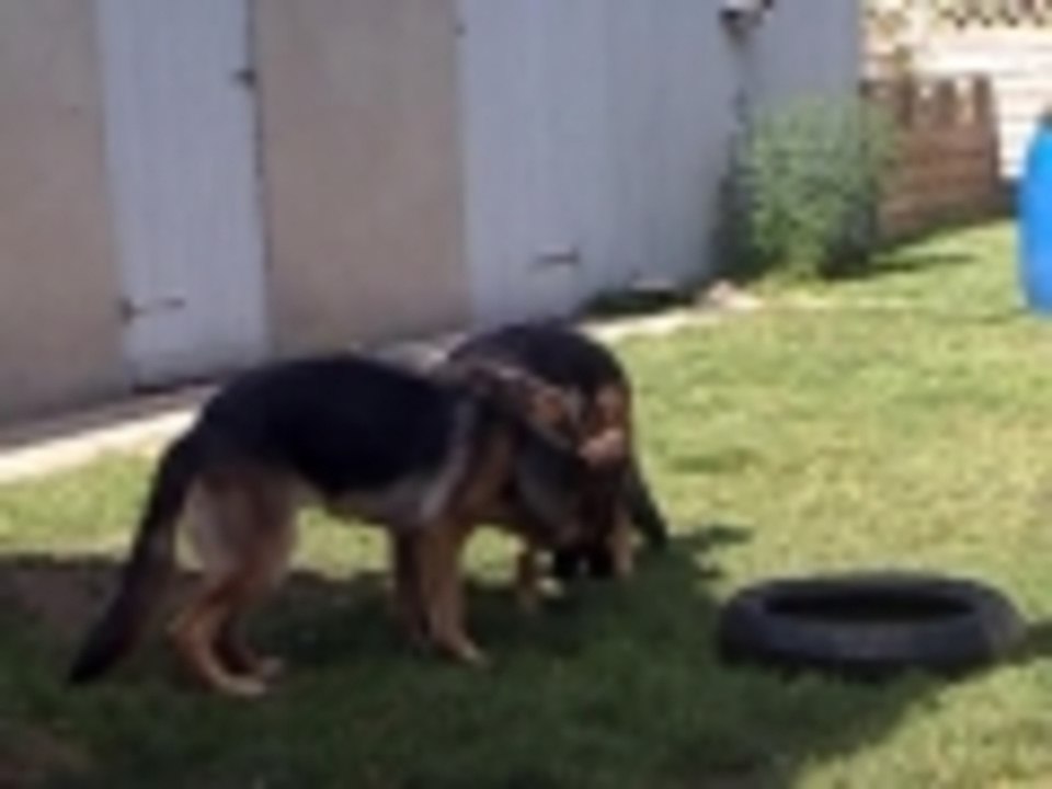 Sasse and Killer