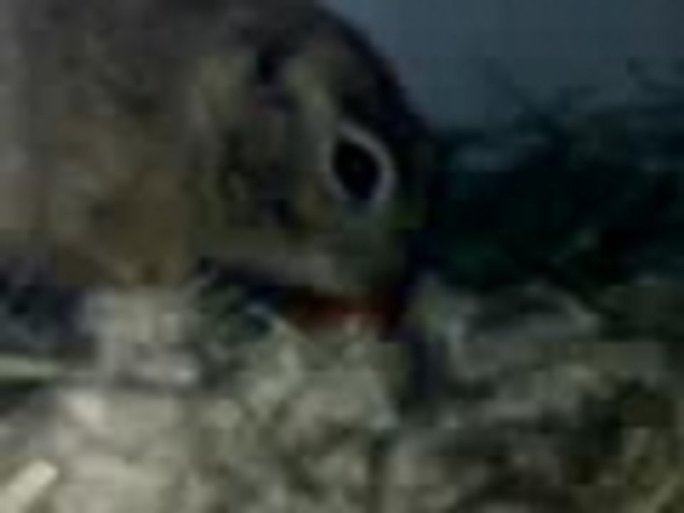 Chip