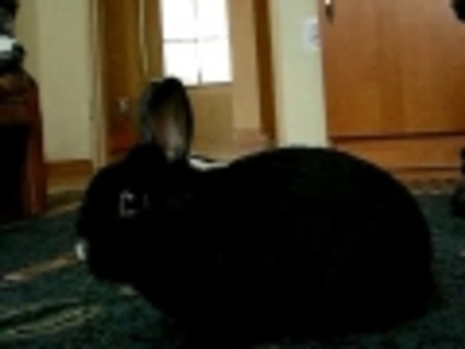 bunny