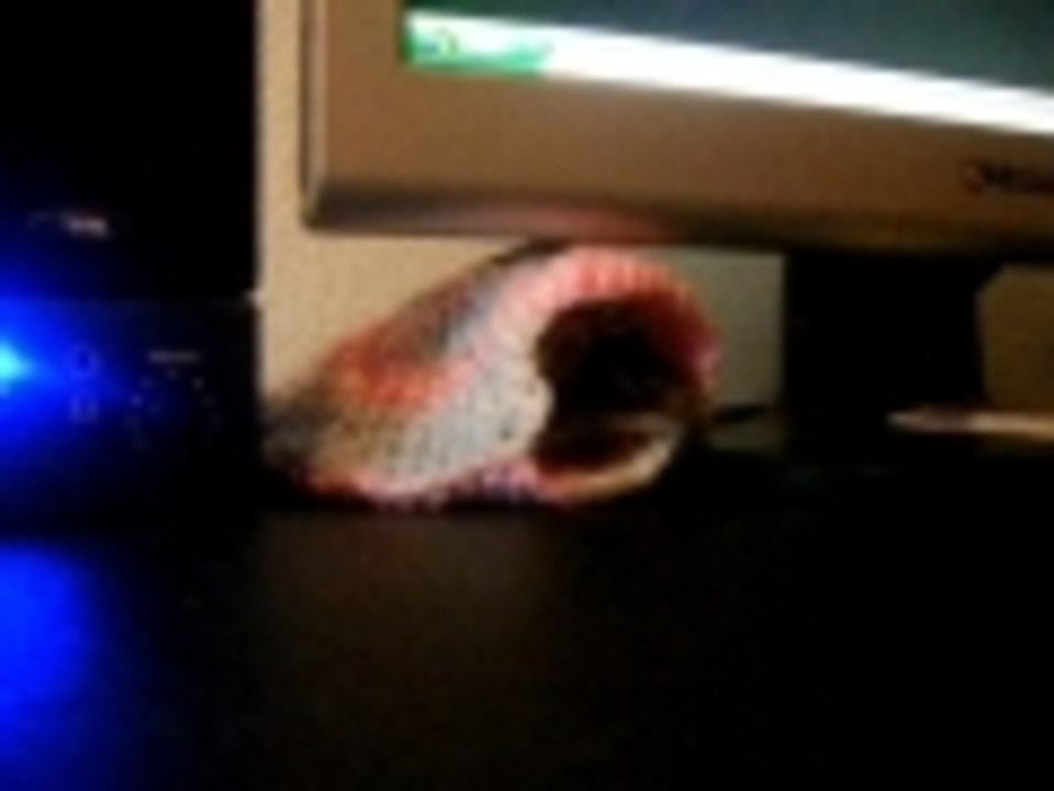 Baby rat