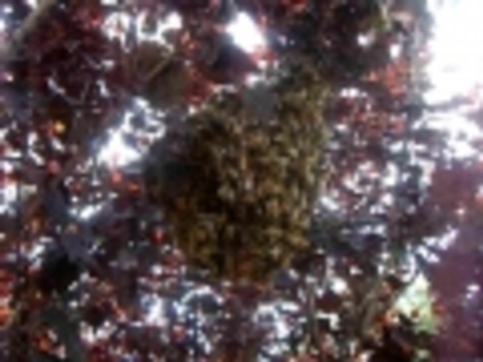 Bees in my backyard