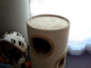 little cat jumps en sit on command