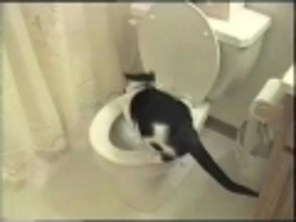 REALLY Housebroken Cat