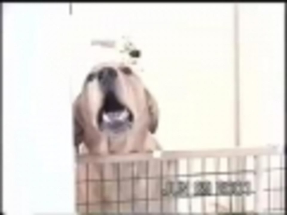The Great Escape