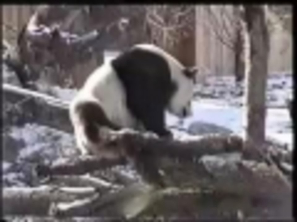 A Panda with an Itch