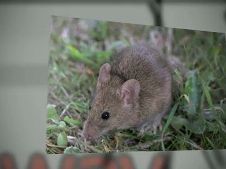 Total Care Solutions Ltd pest Control Leciester Are Rats A Problem