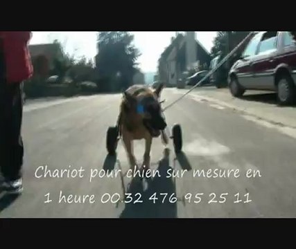 chaise roulante pour chiens