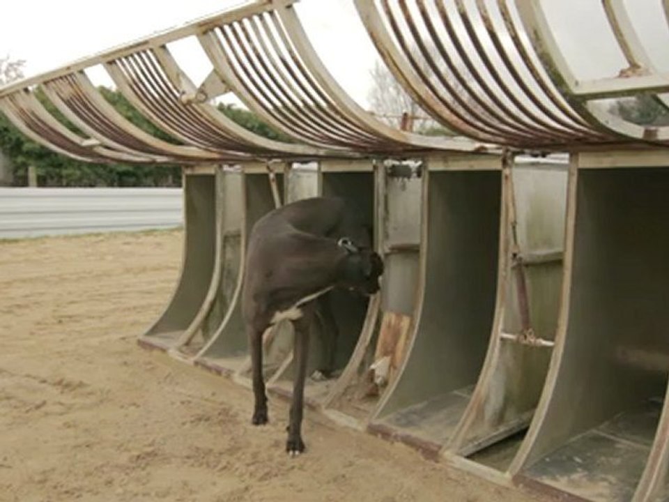 Greyhounds: The Dogumentary - Training Day (Episode 2)