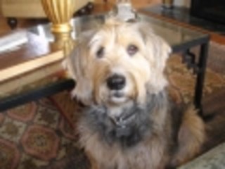 Its Todds Show Episode 16 MONEY GUYS and CABARET DIVAS