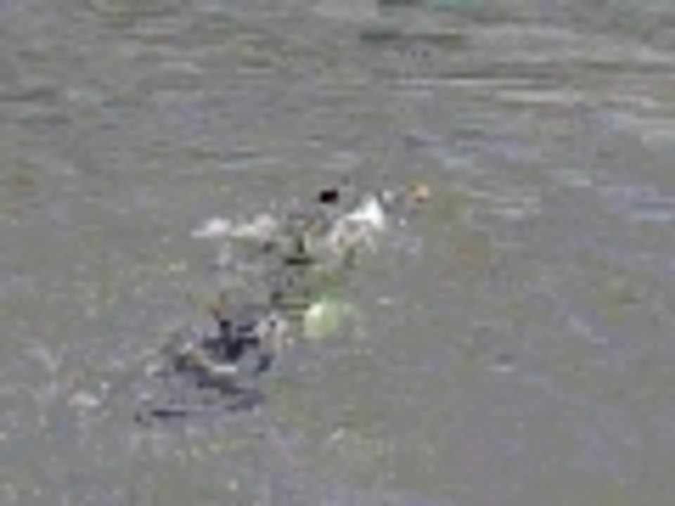 First Time Swimmer