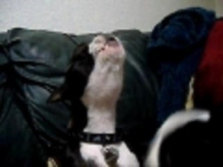 Boston Terrier Howling