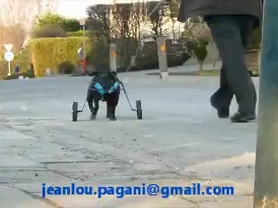 chariot pour chien paralysé