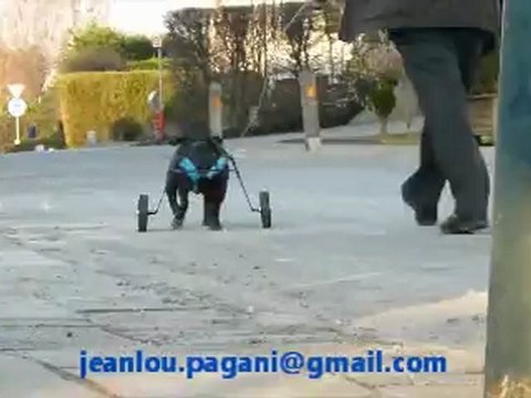 chariot pour chien paralysé