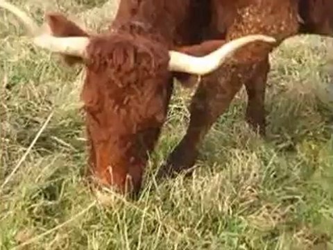 Les allaitantes de l'élevage Fournier suitées de leurs mâles salers