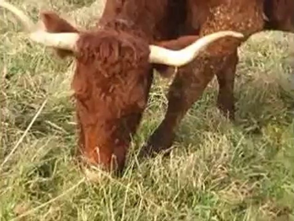 Les allaitantes de l'élevage Fournier suitées de leurs mâles salers