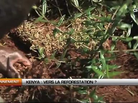 Kenya: Vers la reforestation ?