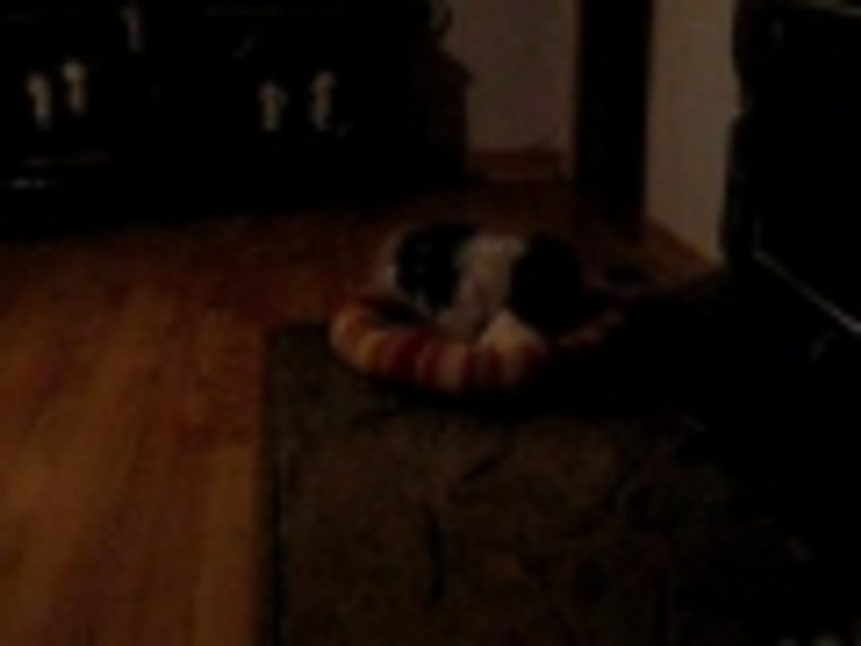 two dogs wrestling