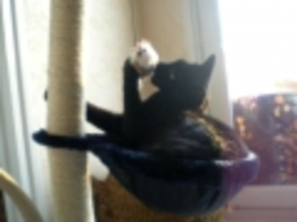 pacha et l arbre a chats