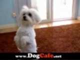 My cute Tobi Maltese Dog Breed doing doggy tricks