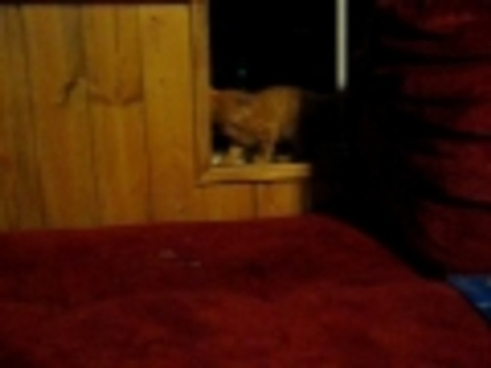 cat attacks dog and fails