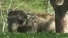 Слоны уничтожили рисовое поле