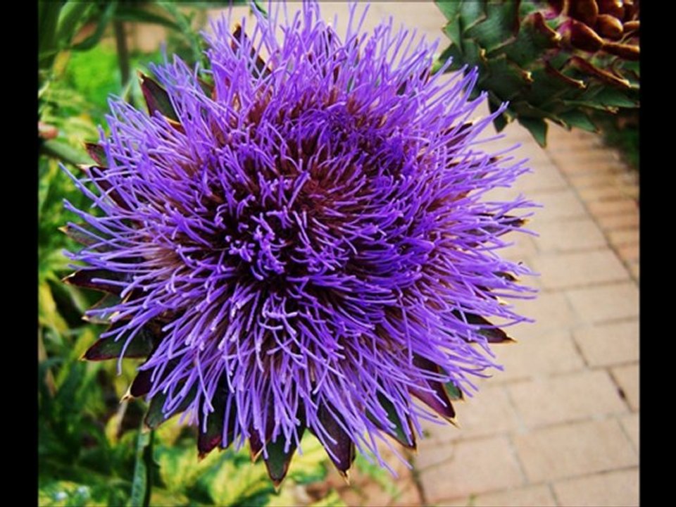 Mes photos et" Que serais je sans toi" de Jean Ferrat