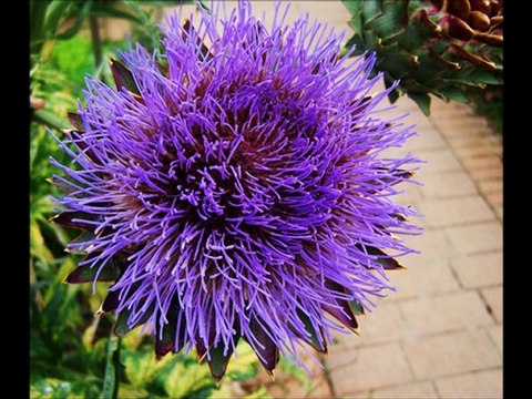 Mes photos et Que serais je sans toi de Jean Ferrat