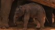 Zoo Welcomes Baby Asian Elephant After Security Camera Captures Birth