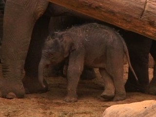 Download Video: Zoo Welcomes Baby Asian Elephant After Security Camera Captures Birth