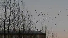 Перелет на ночлег