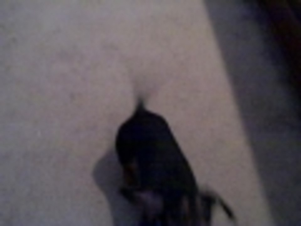 Snickers rollover