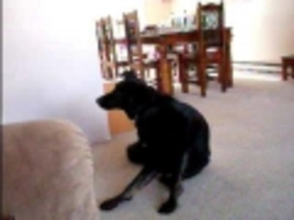 Dog tired