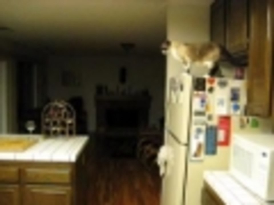 Can Ninja Cats Really Fly?