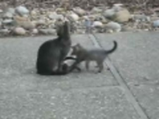 Ninja Kittens Attack